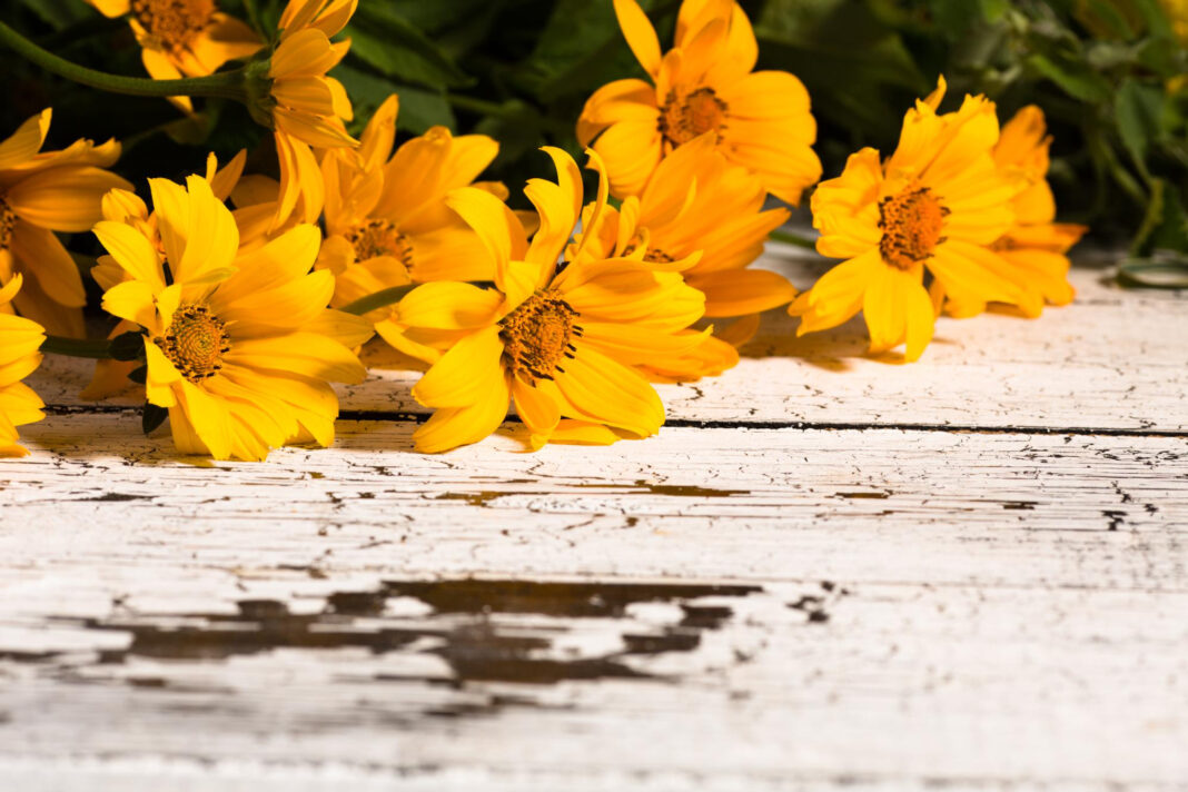 chamomile flowers